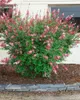 Syringa microphylla 'Superba', Zwergflieder, rosa Blüten, Produktbild-Vorschau 9
