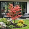 Klon japonski Acer palmatum Atropurpureum, lisciasta Podgląd zdjęcia produktu 2