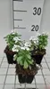 6 x Iberis 'Masterpiece'® - Fleur de l'anse - Pot 9 x 9 cm Voir les images du produit 2