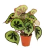 Leaf Begonia - Begonia masoniana Mountain - feuilles brunes Voir les images du produit 2