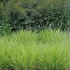 Trawa Sesleria jesienna 1L Podgląd zdjęcia produktu 2