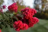 Lagerstroemia indica „Rubra“, indický orgován, 2-litrový Náhľad obrázku produktu 2