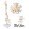 Model kręgosłupa, elastyczny anatomiczny model kręgosłupa z Podgląd zdjęcia produktu 8