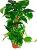 Scindapsus aureum am Moosstab, im 17cm Topf, Efeutute, Höhe Produktbild-Vorschau 1