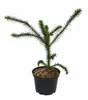 Chilenische Schmucktanne 60–80 cm Araucaria araucana Produktbild-Vorschau 4