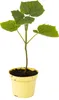 2 x Paulownia "Nordmax 21" Blauglockenbaum im 15 cm Topf Produktbild-Vorschau 1