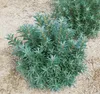 Hippophae rhamnoides, Sanddorn, 60–100 cm Produktbild-Vorschau 8