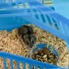 PawHut Hamsterkäfig, mehrstufig, für Kleintiere, mit 4 Produktbild-Vorschau 4