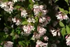 Kolkwitzia amabilis, Kolkwitzie, rosa Blüten, 60–100 cm Produktbild-Vorschau 4