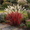 Stauden Gänge 1 x Miscanthus sinensis 'Lady in Red' im 11 x Produktbild-Vorschau 3