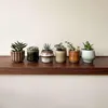 Mieszanka sukulentów - 6 szt - Succulent Mix - Wysokość Podgląd zdjęcia produktu 4