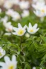 Anemone nemorosa, Buschwindröschen, weiß, ca. 9x9 cm Topf Produktbild-Vorschau 6