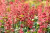 Heuchera 'Paris' - Purpurglöckchen 'Paris', im Topf 12 cm - Produktbild-Vorschau 2