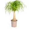 Elefantenfuß Stamm Ø21cm - ↕60 - 80cm Produktbild-Vorschau 1