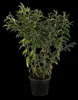 Prunus lusitanica, Portugiesischer Lorbeer, immergrün, Produktbild-Vorschau 14