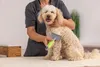 Moser 2999-7065, Kat/Hond, Borstel, Groen, Grijs, Productafbeelding-voorbeeld 3