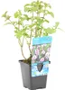 Bloomique - Mentha Aquatica - Wasserminze - Teichpflanzen Produktbild-Vorschau 1