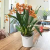 Lechuza Samozavlažovací květináč Orchidea 18 cm, bílá Náhled obrázku produktu 22