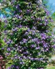 Clematis alpina, Alpen-Waldrebe, blau, 80–100 cm Produktbild-Vorschau 1
