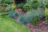 A garden bed with various plants, including ornamental grasses and shrubs, mulched with wood chips. Produktbild-Vorschau