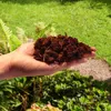 Kokosnussfasern für Blumenpflanzen 20L - Kokoserde für Produktbild-Vorschau 4