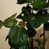 Bloomique - Polyscias Fabian - Aralia - Plantes d'intérieur Voir les images du produit 4