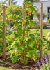 Himbeere ‘Valentina’ gelb | Rubus idaeus | Sommerhimbeere Produktbild-Vorschau 3