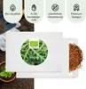 Rucola Samen (Diplotaxis tenuifolia, 750 Korn) - Wilde Produktbild-Vorschau 4