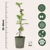 A young plant in a pot, with a ruler and icons indicating care instructions. Produktbild-Vorschau