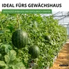 Wassermelonen Sugar Baby Samen - Citrullus lanatus - Produktbild-Vorschau 6