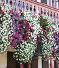 BALDUR Garten 3er Hänge-Petunien-Mix 'AlpeTunia®', Pflanzen Produktbild-Vorschau 2