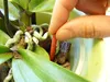 Substral Orchideen Dünger­Stäbchen 10 Stück Produktbild-Vorschau 4
