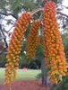 Colvilles Gloriebaum (Colvillea racemosa)  - 5 Samen Produktbild-Vorschau 2
