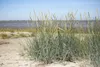 Ammophila breviligulata, Strandhafer, ca. 9x9 cm Topf Produktbild-Vorschau 2