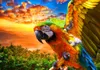 Bluebird Puzzle Papagáj - 1000 dielikov farebných puzzle Náhľad obrázku produktu 1
