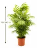 XXL Palma górska 90–100 cm – Chamaedorea elegans, roślina Podgląd zdjęcia produktu 5