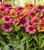 BALDUR Garten 3x Echinacea Evolution, Pflanzen im 9x9 Produktbild-Vorschau 3