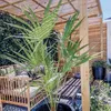 Bloomique - Chamaerops Humilis - Palma karłowata europejska Podgląd zdjęcia produktu 2