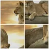 Bild auf Leinwand - Leinwandbild - Löwen Sonnenuntergang Produktbild-Vorschau 8