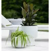 Prosperplast Blumentopf Übertopf Milly herausnehmbar Produktbild-Vorschau 10