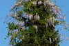 SAFLAX - Blauregen - 4 Samen - Wisteria sinensis Produktbild-Vorschau 7