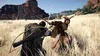 PS5 Crimson Desert - Collector's Edition Podgląd zdjęcia produktu 7