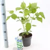 Hydrangea arborescens Annabelle 30 cm – Ballhortensie, Produktbild-Vorschau 2