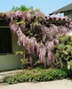 Wisteria floribunda, glicynia japońska, 60-100 cm Podgląd zdjęcia produktu 9