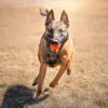 Chuckit Breathe Right Fetch Ball Arancione Anteprima dell’immagine prodotto 10