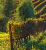 Sichtschutzstreifen Italienische Bolgheri Weinberge Produktbild-Vorschau 3