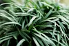 Stauden Gänge 1 x Ophiopogon japonicus 'Nana' - Zwerg Produktbild-Vorschau 4