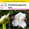 SAFLAX Kultivačný set - Skutočný kaparový krík - Capparis Náhľad obrázku produktu 10