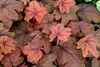 Stauden Gänge 1 x Heucherella Hybride 'Sweet Tea' im 1 Produktbild-Vorschau 6