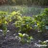 -Saatkartoffeln Vitabella A 28/35 (5 kg) - Organifer Produktbild-Vorschau 3